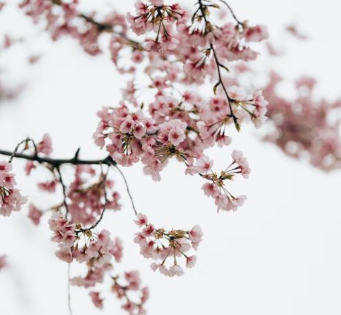 下周北京不限号，允许私家车出行，附限行规定及防疫要求