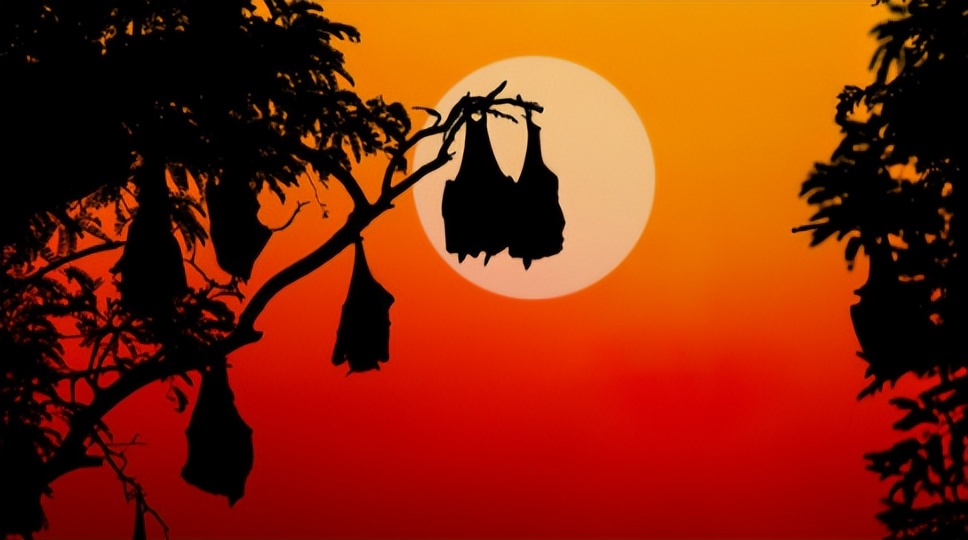 春节前印度现尼帕病毒疫情,如何安稳过年及病毒溯源探秘