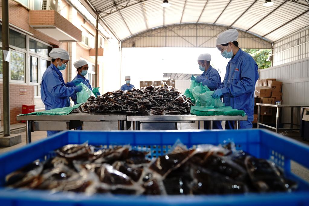 疫情应对：中医药在抗疫‘防、治、康’各阶段发挥独特优势